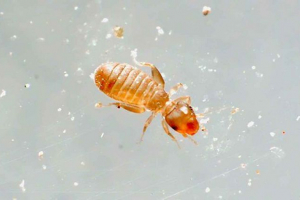 Książka lub książka senede Książka lub książka senede